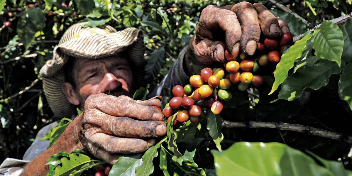 Impacto del Cambio Climático en el Café