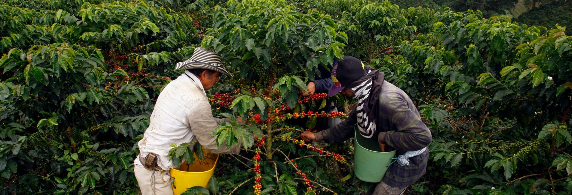Risaralda necesitará unos 15.000 recolectores de café