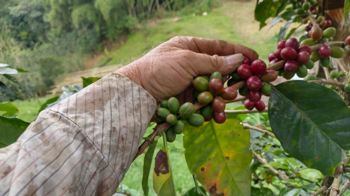 El café de Santuario conquista el mundo árabe