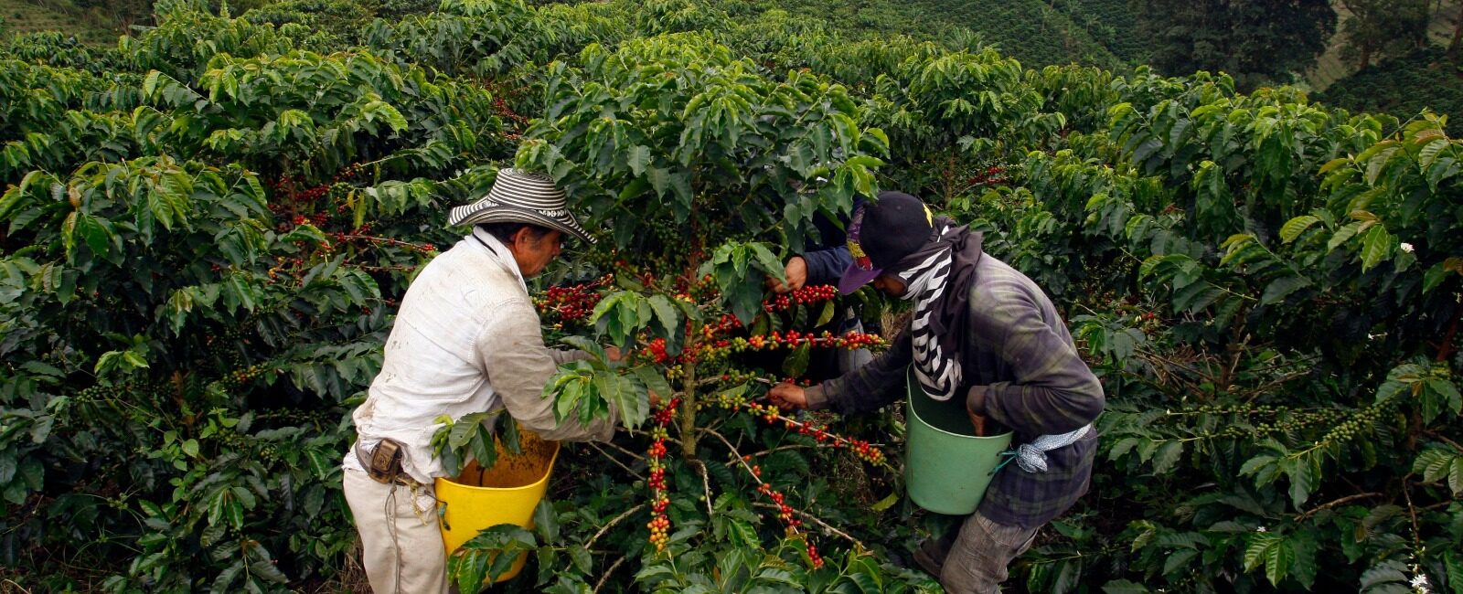 Cosecha cafetera de Risaralda este año será superior a la del 2023