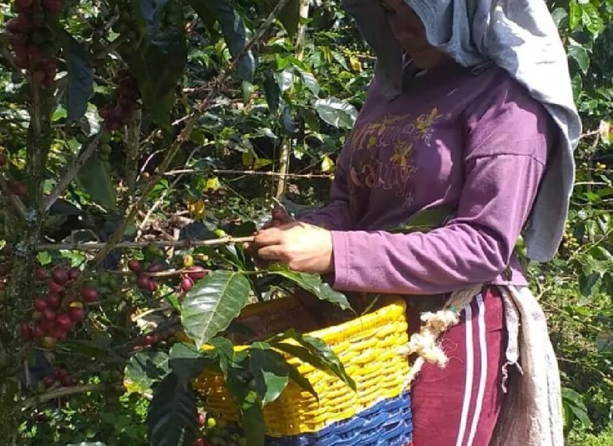 Instalado el primer Comité Nacional de Equidad de Género del sector cafetero