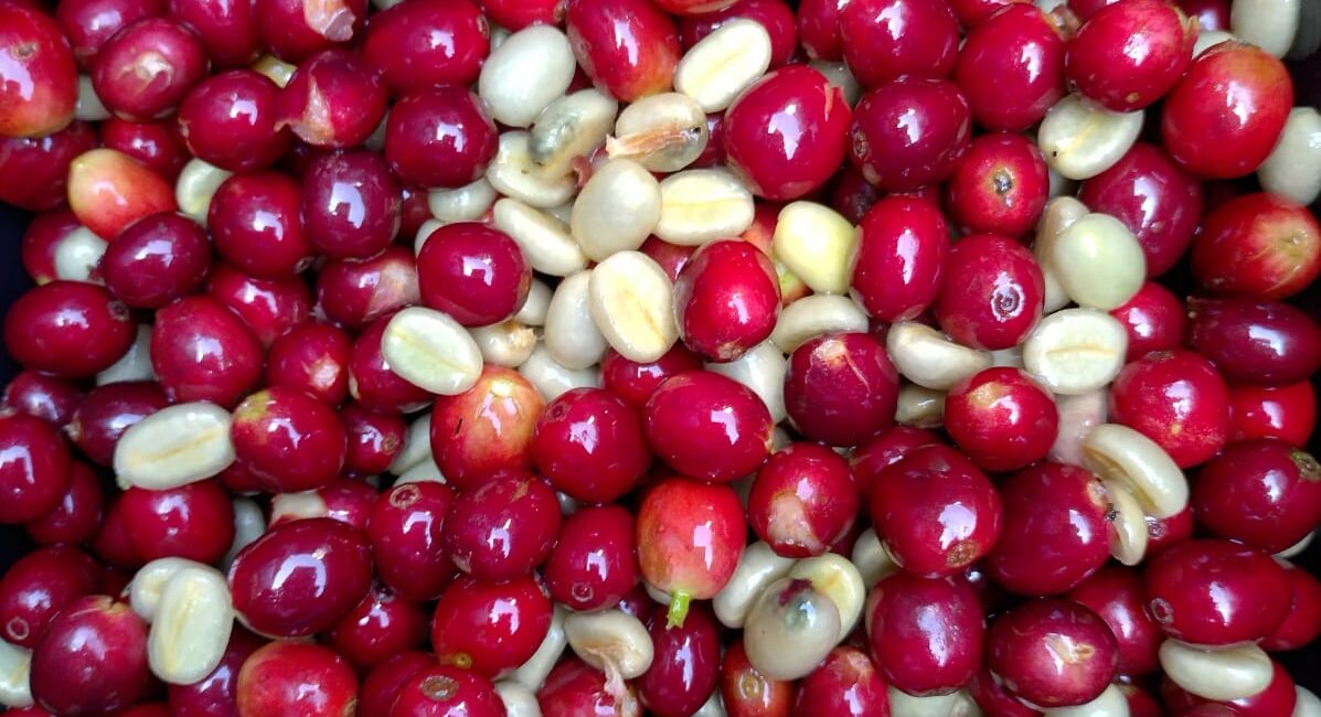 La FNC inició la búsqueda de los mejores cafés especiales de Colombia