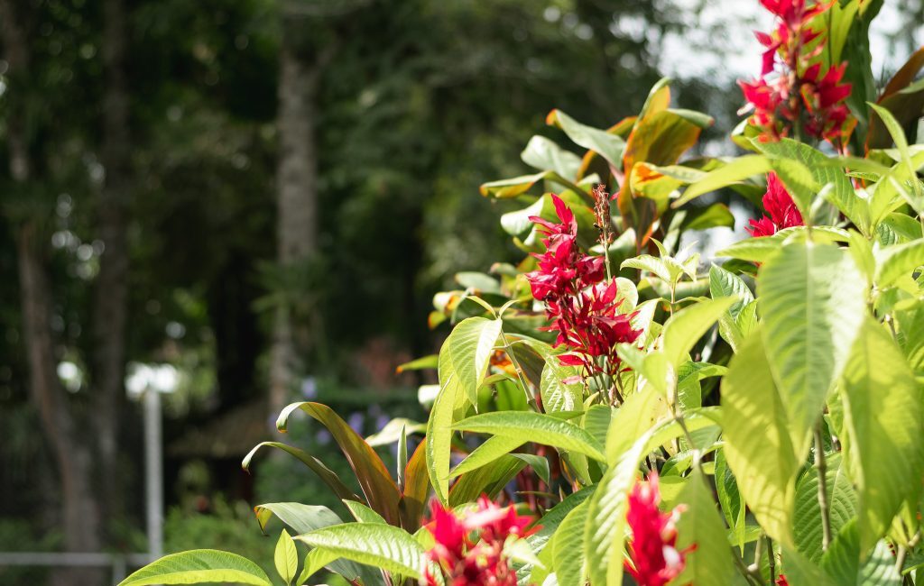 Feria de la Biodiversidad: descubra   y celebre la riqueza natural en la UTP
