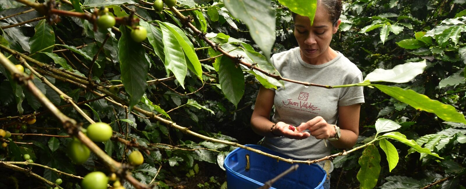 ¿Cuánto puede ganar un recolector de café?