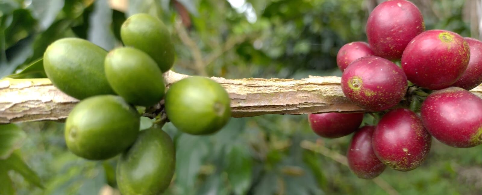 Café colombiano alcanzó el precio más alto de los últimos 47 años