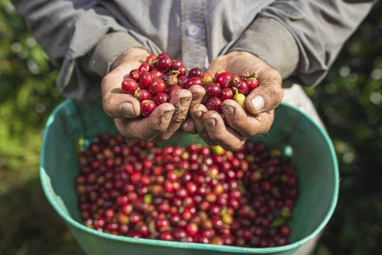 Récord histórico en producción de café alcanzó Colombia