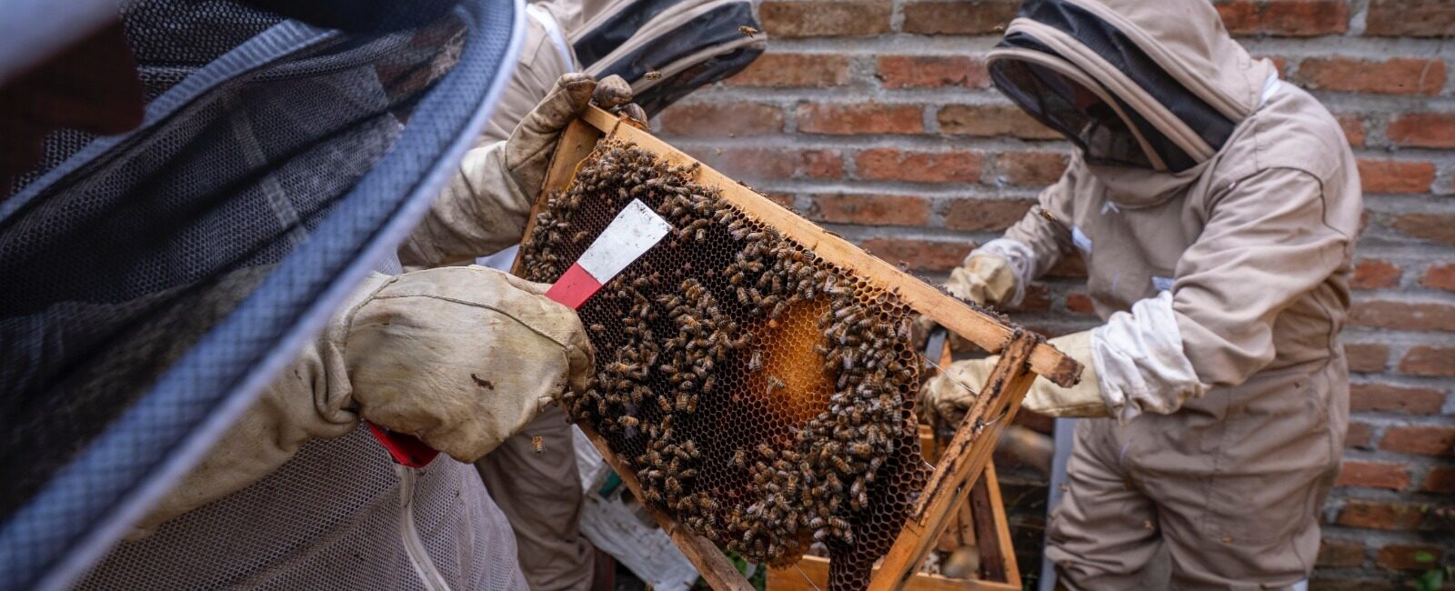 Salvar las abejas, una prioridad mundial