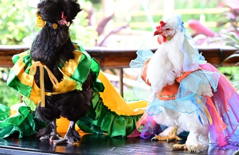 Festival de la Gallina, este domingo 29 de junio en La Oriental, Marsella