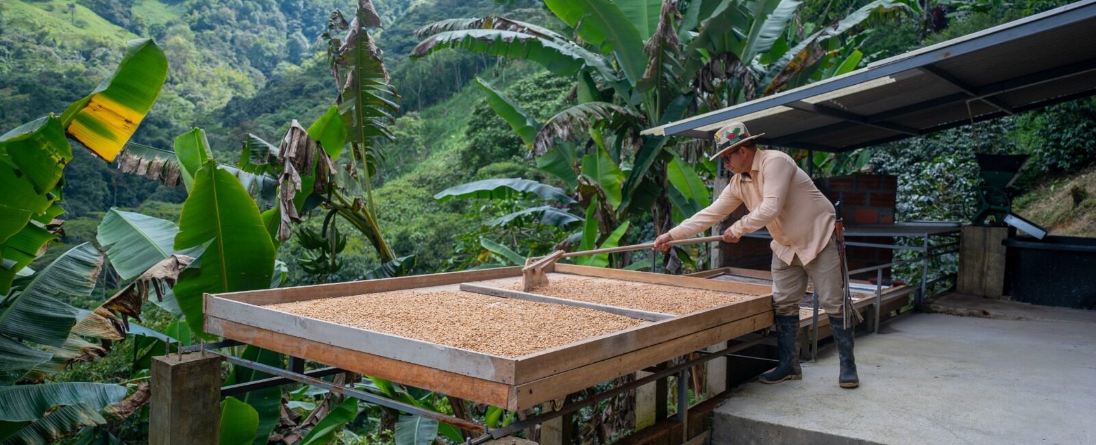 El café, símbolo de historia, trabajo y futuro en Risaralda