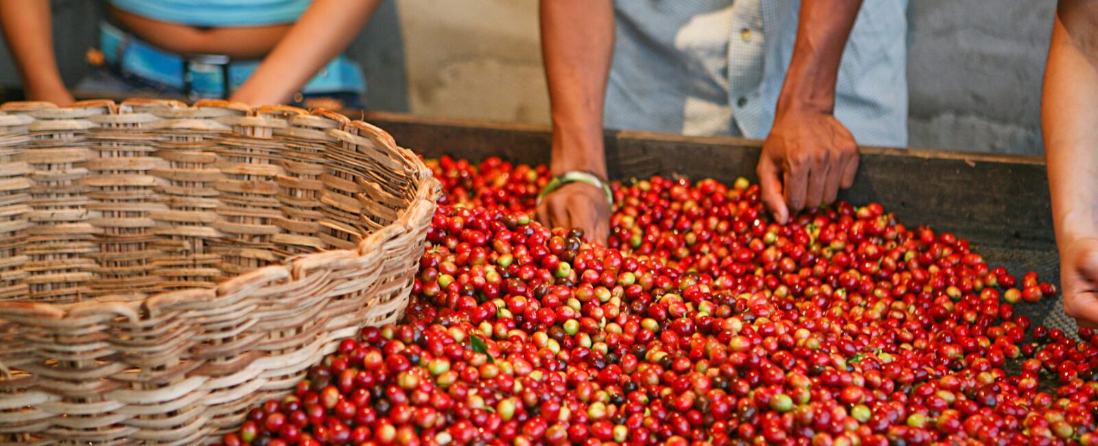 Así se comportó el precio del café en el mes de julio