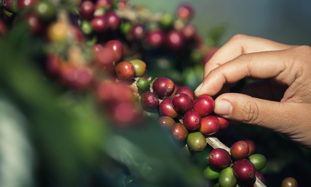 Arancel del 50 % al café de Brasil abre un negocio a los productores de Risaralda