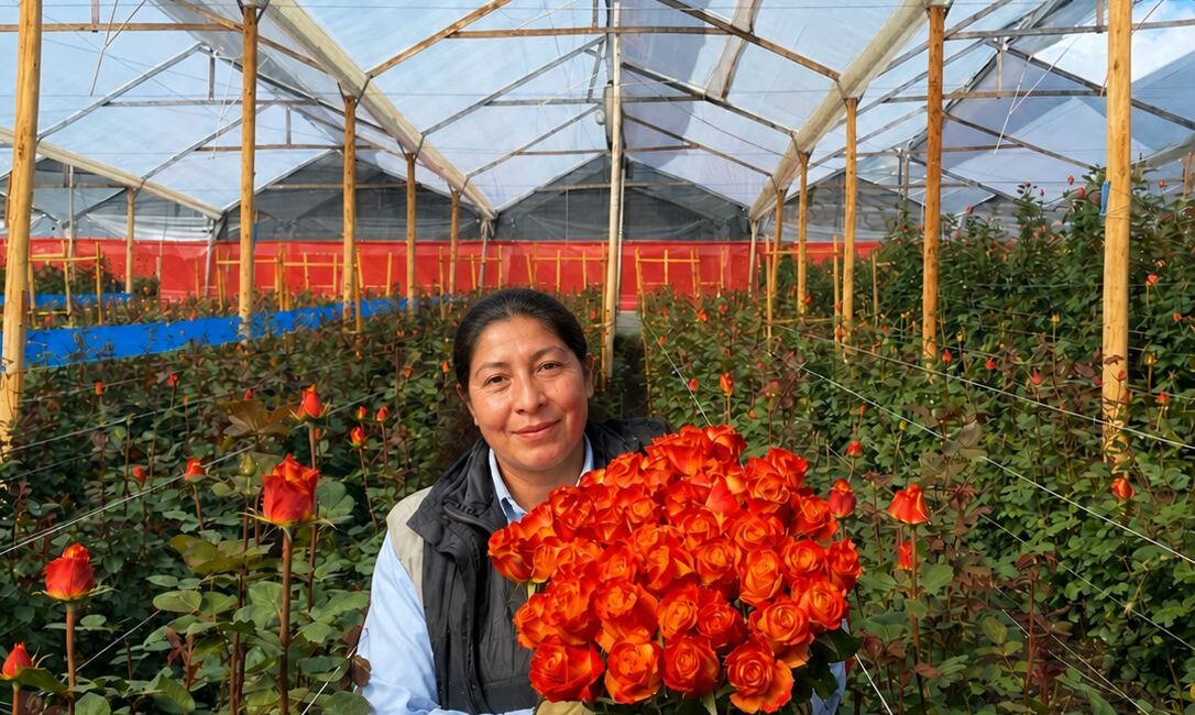 Para el Día de la Madre, 60.000 rosas se exportarán con sello Hecho en Risaralda